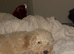 Toy poodle puppy