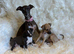 Exceptional KC Registered Italian Greyhound Puppies – Outstanding Quality & Beautifully Raised