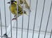 BEAUTIFUL PROVEN PAIR YELLOW PASTEL SISKINS