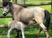 Lovely selection of ponies available