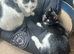 One female kitten