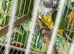 Senegal parrot Glasgow