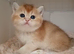 Beautiful fluffy teddy Golden and Silver pointed British Shorthair kittens