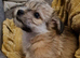 Ready for Forever Homes Yorkshire Terrier Puppies 2 boys left