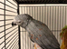 Red factor Afrecan grey