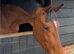 17.1hh KWPN 4-Year-Old Mare