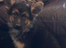 German shepherd puppies