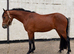 Connemara 4yr old unbroken gelding!