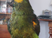 Blue. Fronted Amazon