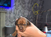 Minature dachshunds