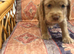 Cocker spaniel puppies