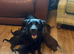 Quality Patterdale Terrier Puppies