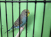 Budgies
