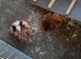 Millefleur Pekin bantams chickens