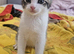 6 gorgeous kittens