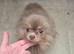 Pastel lilac and tan pomeranian female