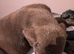 Beautiful puppies