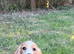 Blenheim cavalier boy pup