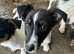 Jack Russel girl ivy