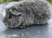 Teddy Guinea pig Babies 2 for &pound;60