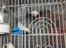 3 white canaries for sale