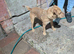 Lakeland dog