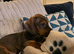 12 week old daschund puppy female