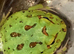 Pac-Man (Horned) Frog babies cb26