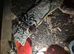 Various tarantulas for sale