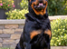Chunky Pure Breed Male Rottweiler Puppy