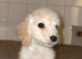 Cockerpoo