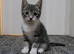 9 week old