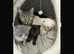 Kittens female ready now