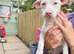 Jack Russel x Chihuahua puppys x5 male