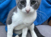 Stunning Grey & Grey-White Kittens Raised in a Loving Family Home