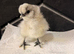 Silkie chicks