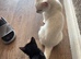 black kitten for good home