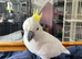 Eleanora Cockatoo
