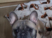 Her is my stunning male french bulldog