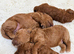 KC gorgeous red mini poodle 5 gen pedigree