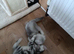 British kittens