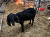 Milling Nannie goat