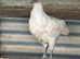 Pullets available in lots of breeds