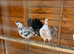 3 fantails for sale