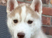 Siberian husky puppies
