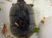 Musk turtles
