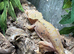 Young adult crested geckos