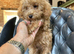 4 BEAUTIFUL MINIATURE POODLE BOYS