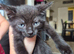 2 girl kittens