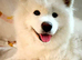 KC Samoyed puppies